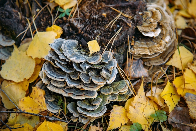 Woody mushroom chaga growing on old stump on the background of autumn leaves closeup selective focus