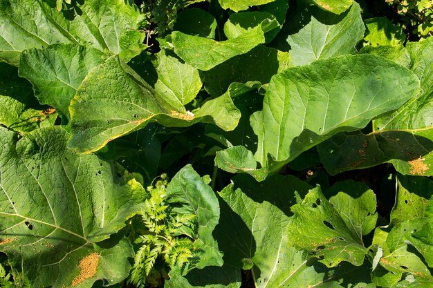 Woolly Burdock (Arctium Tomentosum)