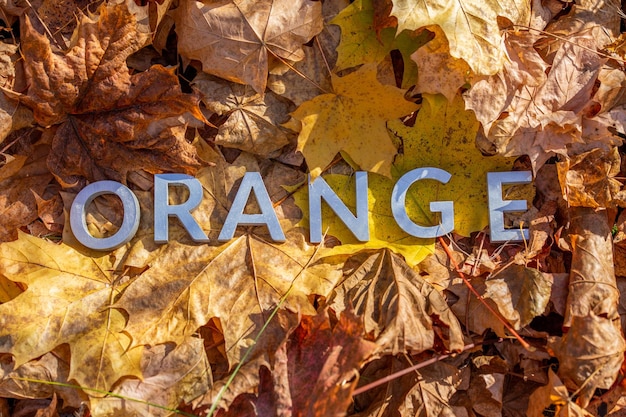 The word orange laid with metal letters over autumn fallen leaves closeup with selective focus