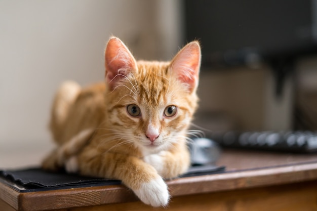 Work from home. Ginger cat sleeping under computer. High quality photo