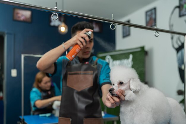 Photo worker applying hairspray to a dog's hair in a pet salon