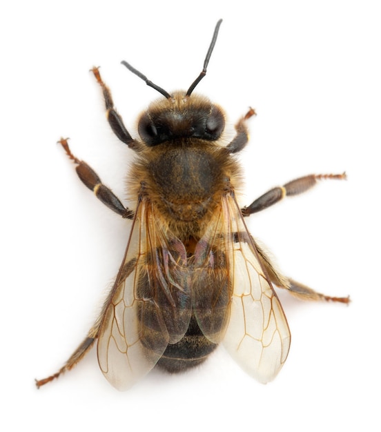 Worker bee - Anthophora plumipes, female, isolated on white