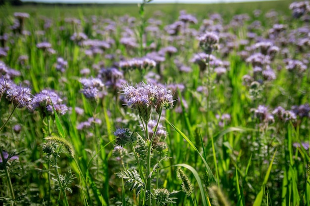 A worker bee collects pollen from a phacelia flower to make honey