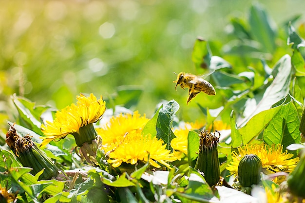 Worker bee on the yellow dandelion gathering nectar