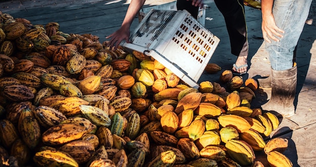 A worker in a cocoa factory pours baskets of yellow ripe cacao pods onto a pile of bulk large cocoa