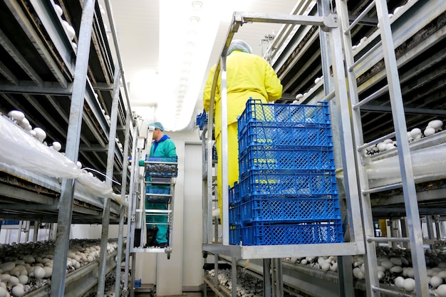 Worker gathering new champignons harvest on a mushroom farm Mushroom production industryxA