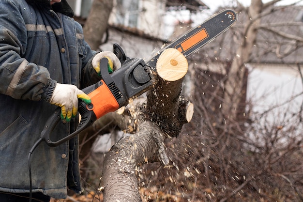 A worker holds a chainsaw and cuts a tree. Sawdust fly.