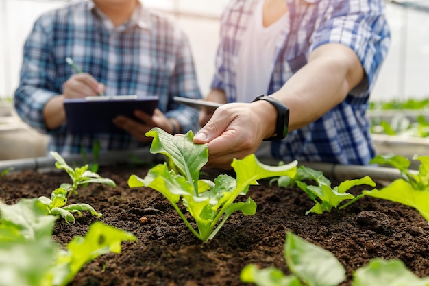 Worker testing and collect environment data from organic vegetable at greenhouse farm garden