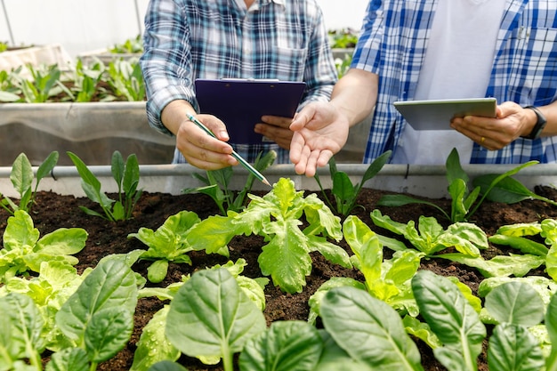 Worker testing and collect environment data from organic vegetable at greenhouse farm garden