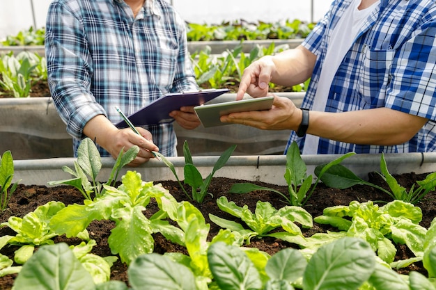 Worker testing and collect environment data from organic vegetable at greenhouse farm garden