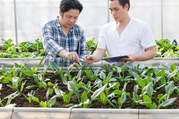 Worker testing and collect environment data from organic vegetable at greenhouse farm garden