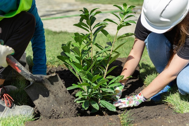 Worker in uniform and protective helmet plants a decorative bush on the lawn of the house territory