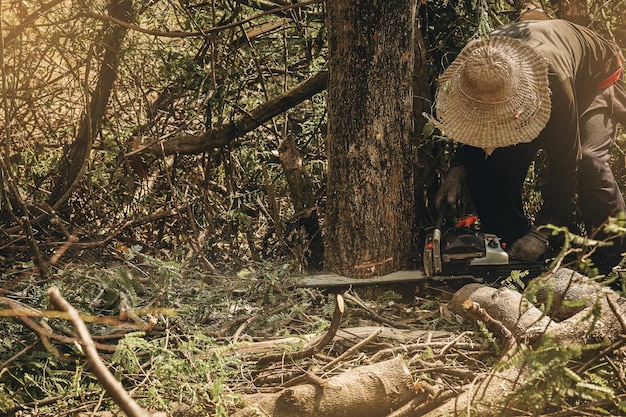 Worker using chainsaw for cutting down the tree Deforestation forest cutting concept