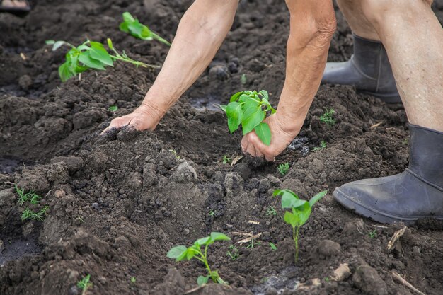 Worker with pepper seedlings in spring.