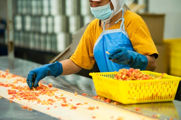 Workers chopping tomatoes for canned tomato sauce in industrial production patterns Industrial production of tomatoes and tomato paste food industry food factory