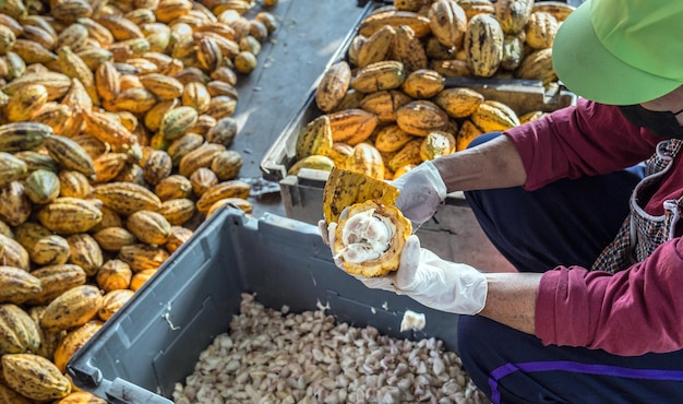 Workers prepare fresh cocoa pods before fermentation Fresh peeled cocoa pods in farmer hands