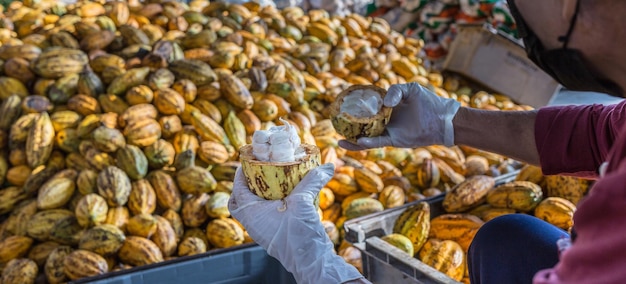 Workers prepare fresh cocoa pods before fermentation Fresh peeled cocoa pods in farmer hands