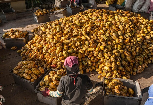 Workers preparing fresh cocoa fruit before fermentation