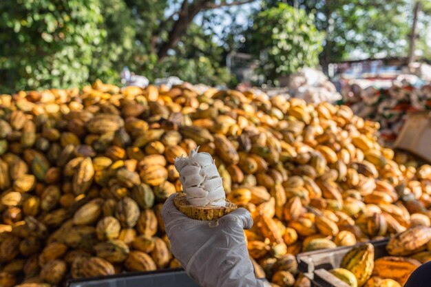 Workers preparing fresh cocoa fruit before fermentation