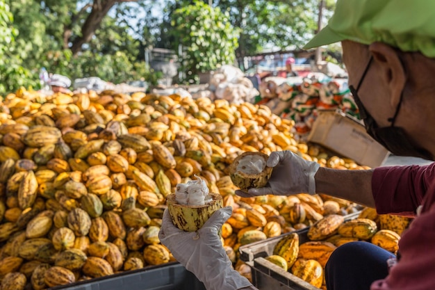 Workers preparing fresh cocoa fruit before fermentation