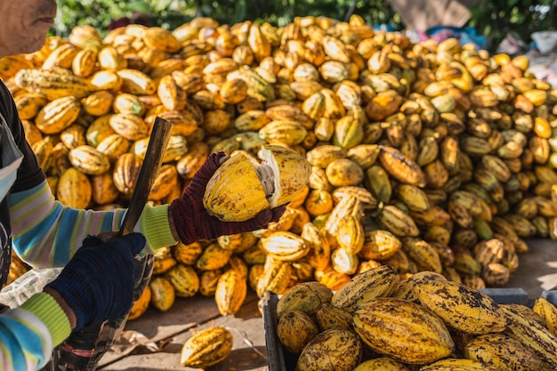 Workers preparing fresh cocoa fruit before fermentation