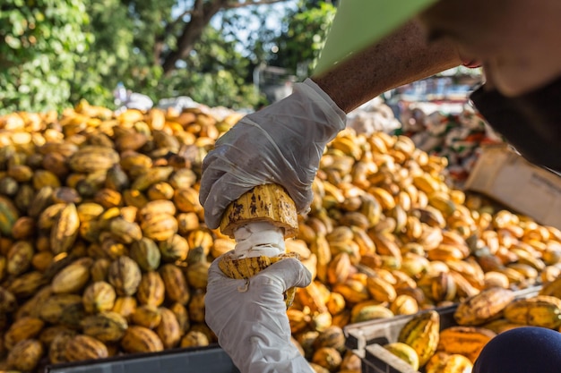 Workers preparing fresh cocoa fruit before fermentation