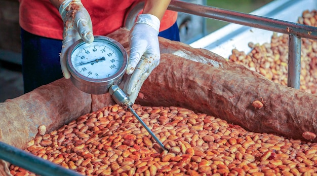 Workers use to measure the temperature of the fermented cocoa beans fermenting fresh cocoa seeds