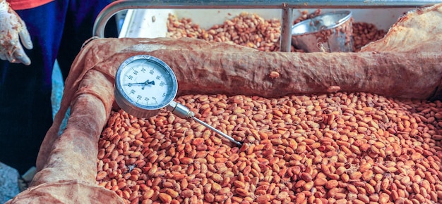 Workers use to measure the temperature of the fermented cocoa beans fermenting fresh cocoa seeds