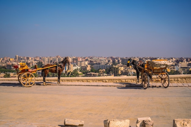 Workers with horses at the pyramids of Giza the oldest Funerary monument in the world