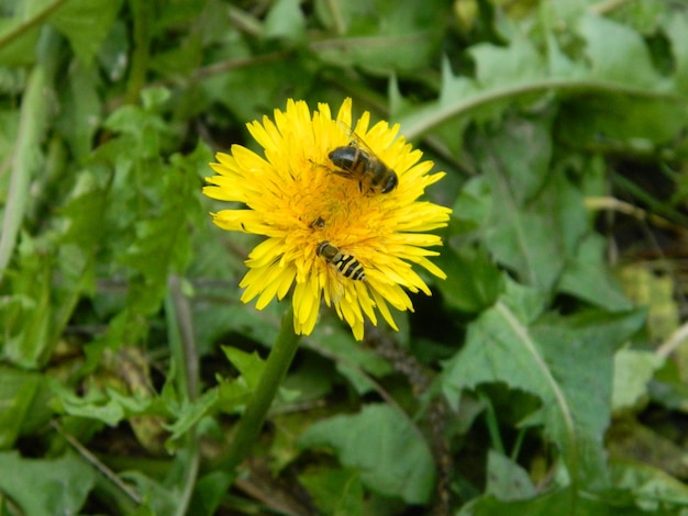 Working bee collecting pollen from a dandelion