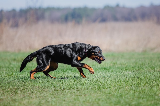 Working dog. Dog training. Police, guard dog