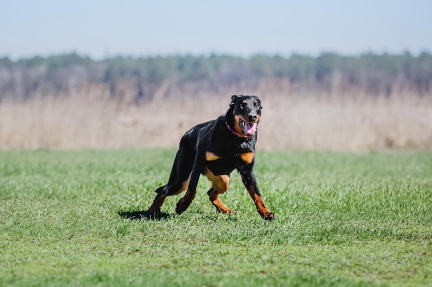 Working dog. Dog training. Police, guard dog