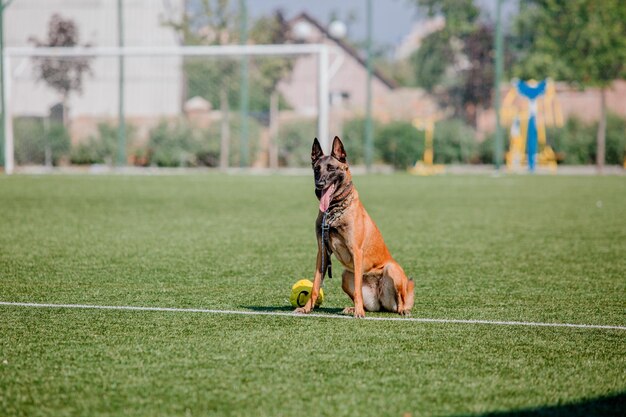 Working malinois dog. Belgian shepherd dog. Police, guard dog