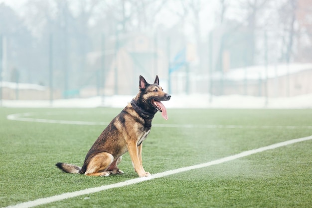 Working malinois dog. Belgian shepherd dog. Police, guard dog