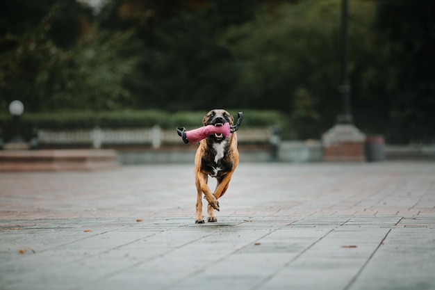 Working malinois dog. Belgian shepherd dog. Police, guard dog