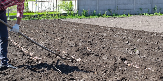 Working on a potato field with a old tractor