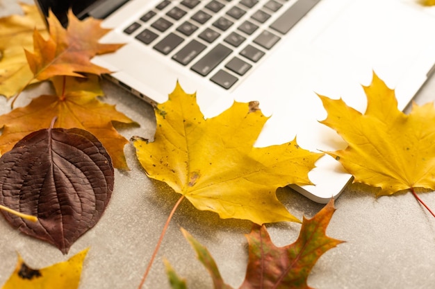 Workspace with yellow and red maple leaves. Desktop with laptop, fallen leaves on grey wooden background. Flat lay, top view.