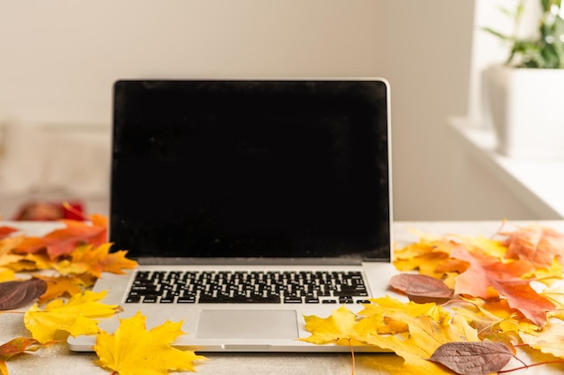 Workspace with yellow and red maple leaves. Desktop with laptop, fallen leaves on grey wooden background. Flat lay, top view.