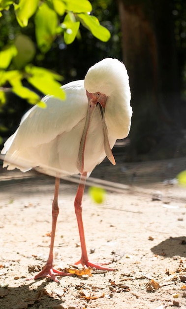 The world of animals and birds Big spoonbill ibis family