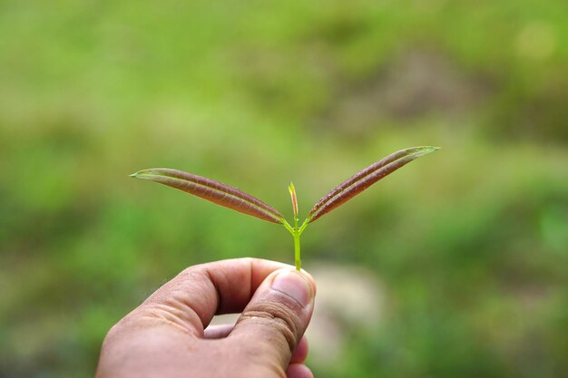 World environment day concept small tree in human hand