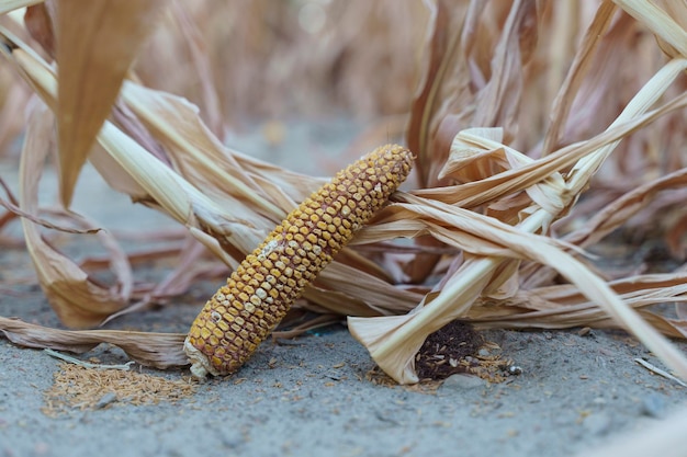 World food crisis concept Corn crop failure in a farmer39s field in autumn Agricultural field during