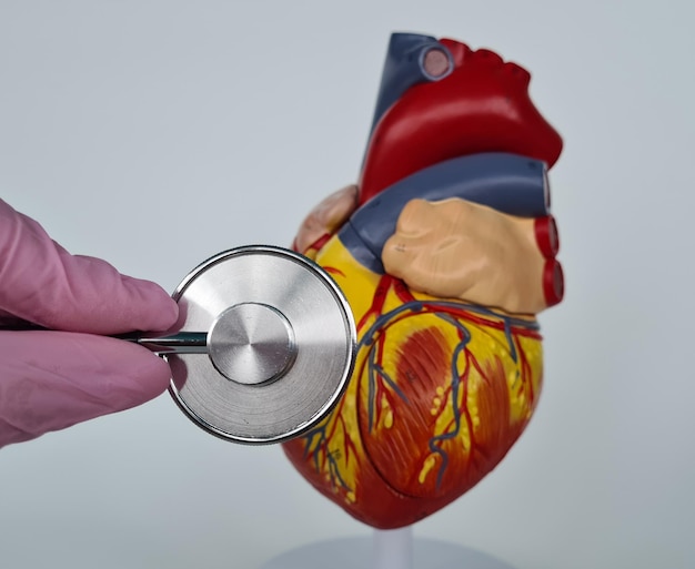 World heart health day heart anatomy and cardiologist