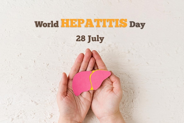 World hepatitis day Adult hands holding donation liver on white background