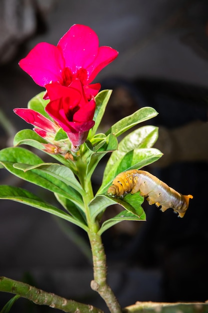 Worm caterpillars on a green leaf flower with a partially eaten leaf,Close up