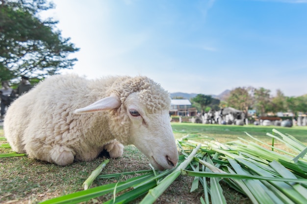 Worm eye view of Sheep eating grass with soft focus and blurred background