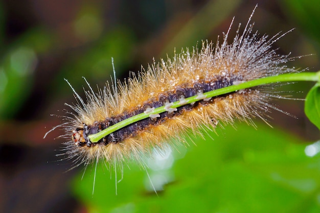 a worm on leaf stalk