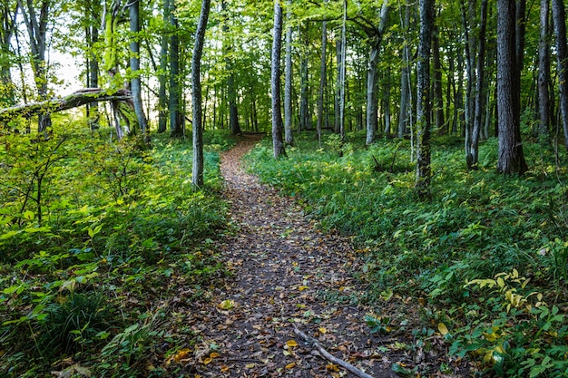 A Worn Path or Hiking Trail Through a Forest