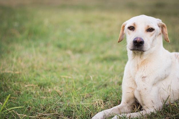 wounded dog sitting on green grass