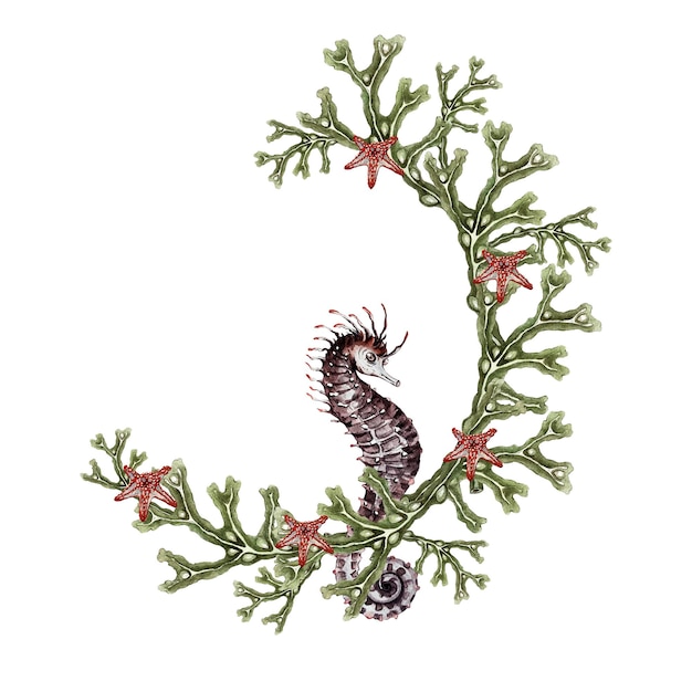 Wreath of algae seahorse and starfishs Fucus High quality watercolor illustration