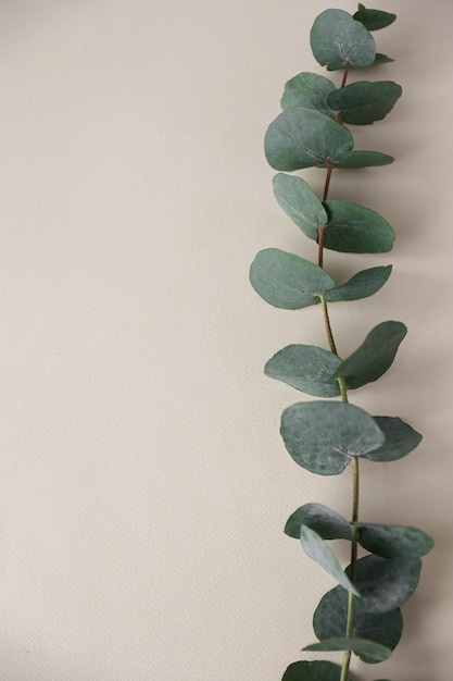 Wreath frame made of branches eucalyptus and leaves isolated on white background Flat lay top view